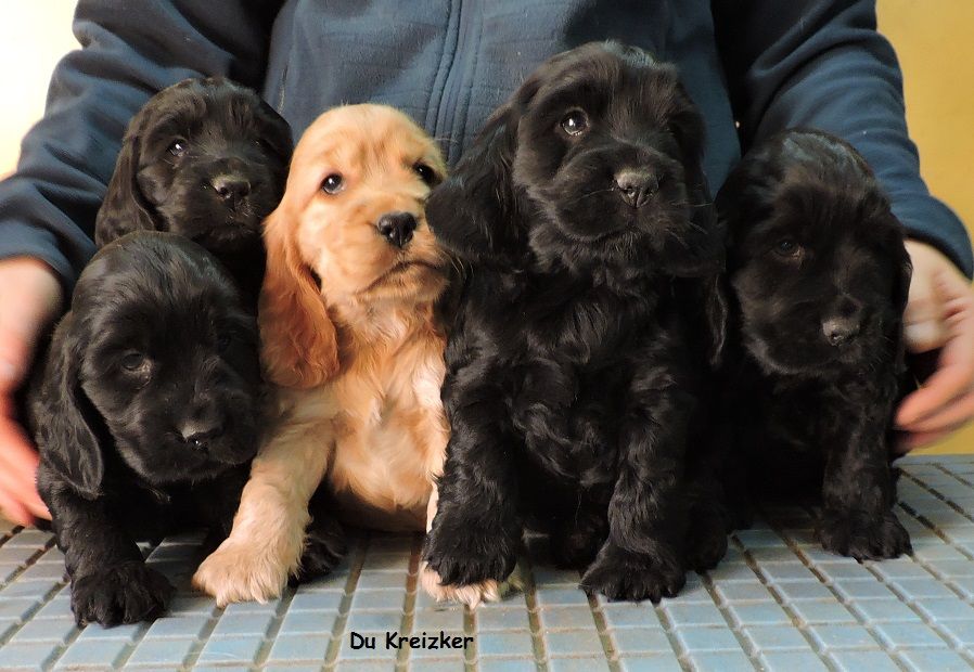 Accueil Elevage du Kreizker eleveur de chiens Cocker Spaniel