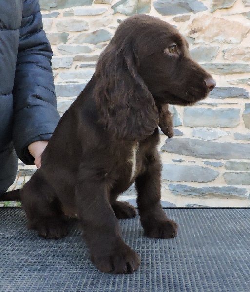 Lychee du Kreizker