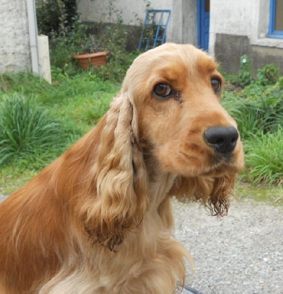 Fulenn ruz Du clos des flamboyants