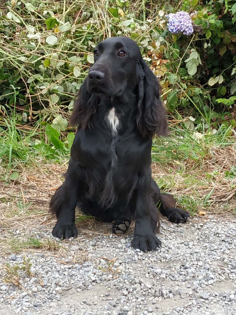 Oh ! black pearl du Kreizker