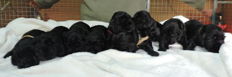Chiot Cocker Spaniel Anglais du Kreizker