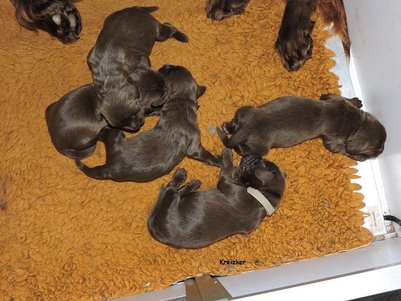 du Kreizker - Field Spaniel - Portée née le 20/07/2016