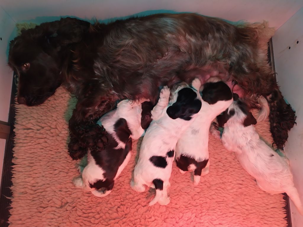 Chiot Cocker Spaniel Anglais du Kreizker
