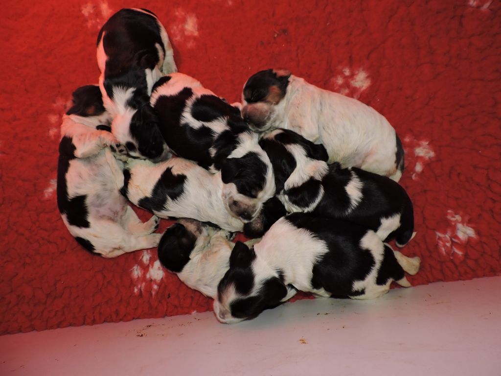 Chiot Cocker Spaniel Anglais du Kreizker