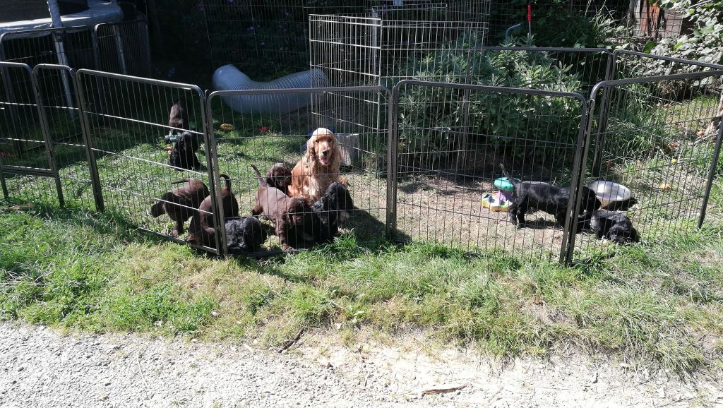 du Kreizker - Field Spaniel - Portée née le 24/07/2018