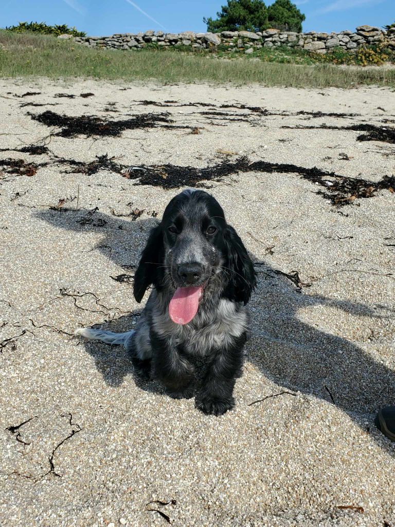 Chiot Cocker Spaniel Anglais du Kreizker