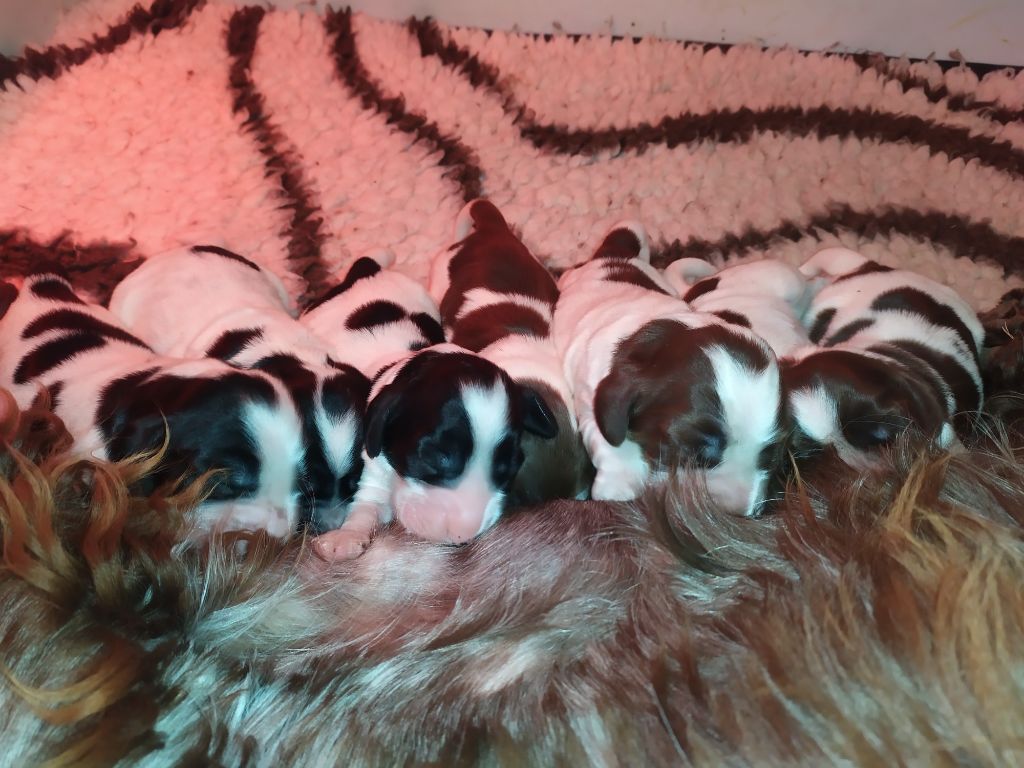 Chiot Cocker Spaniel Anglais du Kreizker