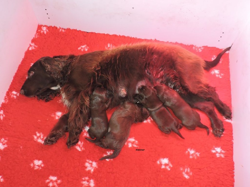 du Kreizker - Field Spaniel - Portée née le 21/08/2016