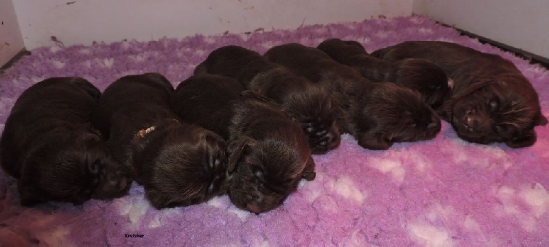du Kreizker - Field Spaniel - Portée née le 27/06/2016