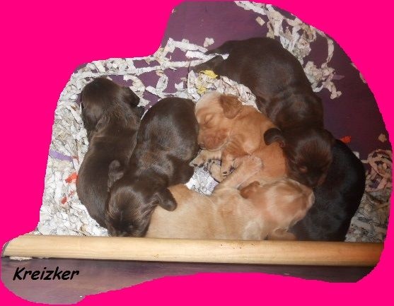 Chiot Cocker Spaniel Anglais du Kreizker