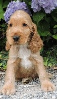 ROMEO