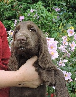 MOKA DU KREIZKER