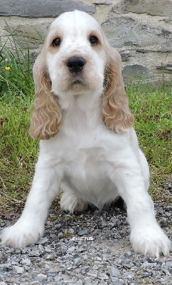 Uby Du Kreizker