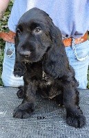 Oh ! Black pearl Du Kreizker