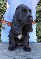 Onyx Du Kreizker