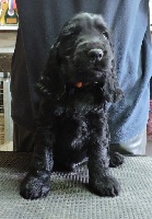 MURPHY DU KREIZKER