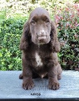 NEW LUCKY STAR DU KREIZKER dit Naxos