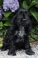 ROSKO