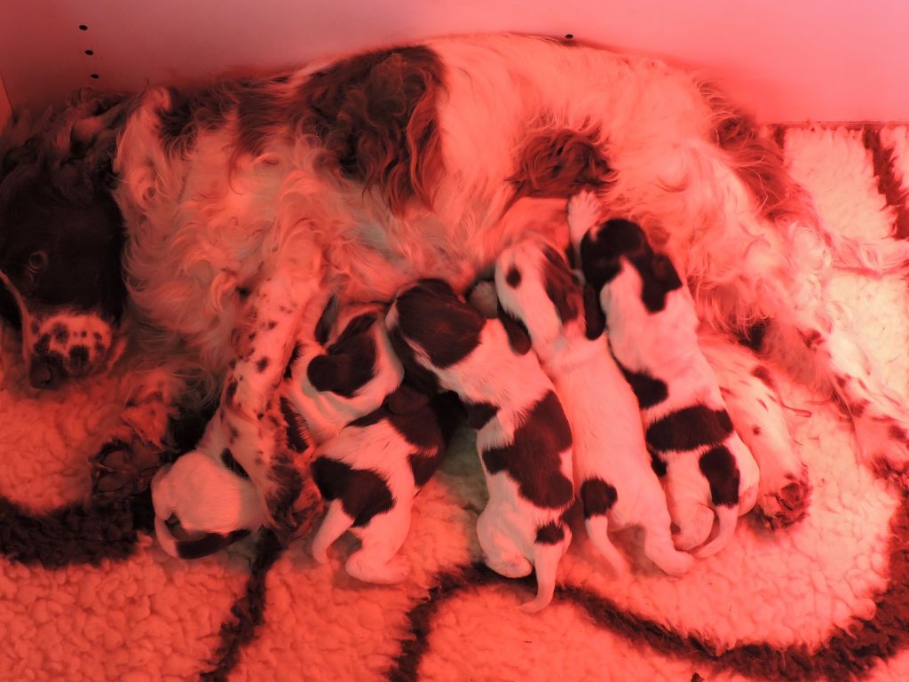Chiot Cocker Spaniel Anglais du Kreizker