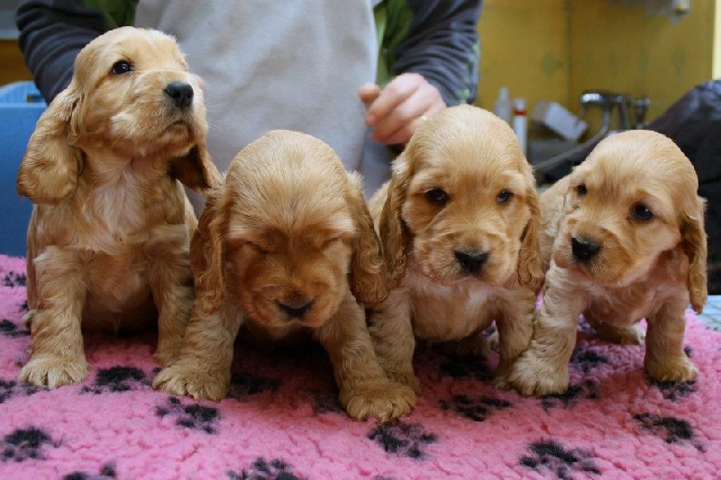 Chiot Cocker Spaniel Anglais du Kreizker