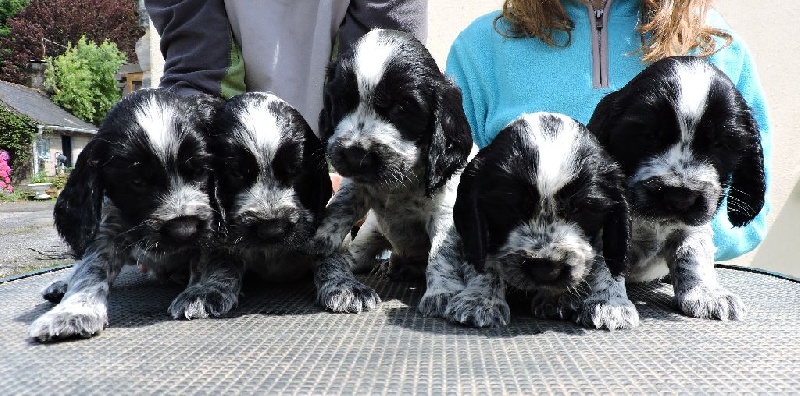 Chiot Cocker Spaniel Anglais du Kreizker