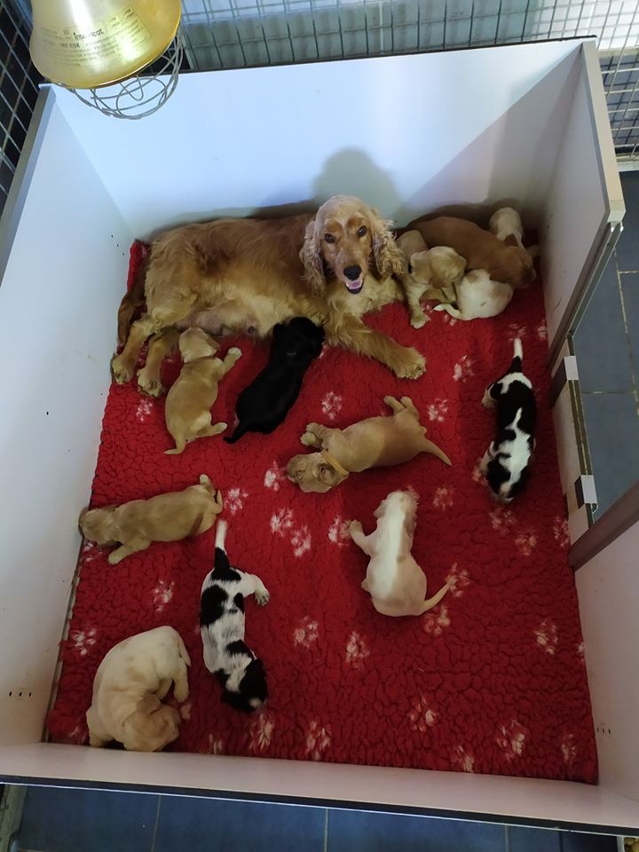 Chiot Cocker Spaniel Anglais du Kreizker