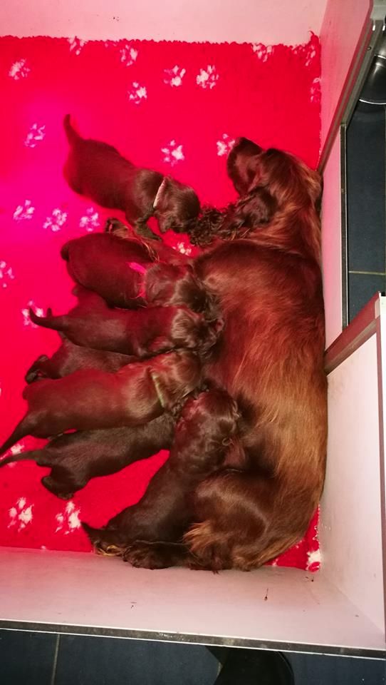 du Kreizker - Field Spaniel - Portée née le 23/07/2017