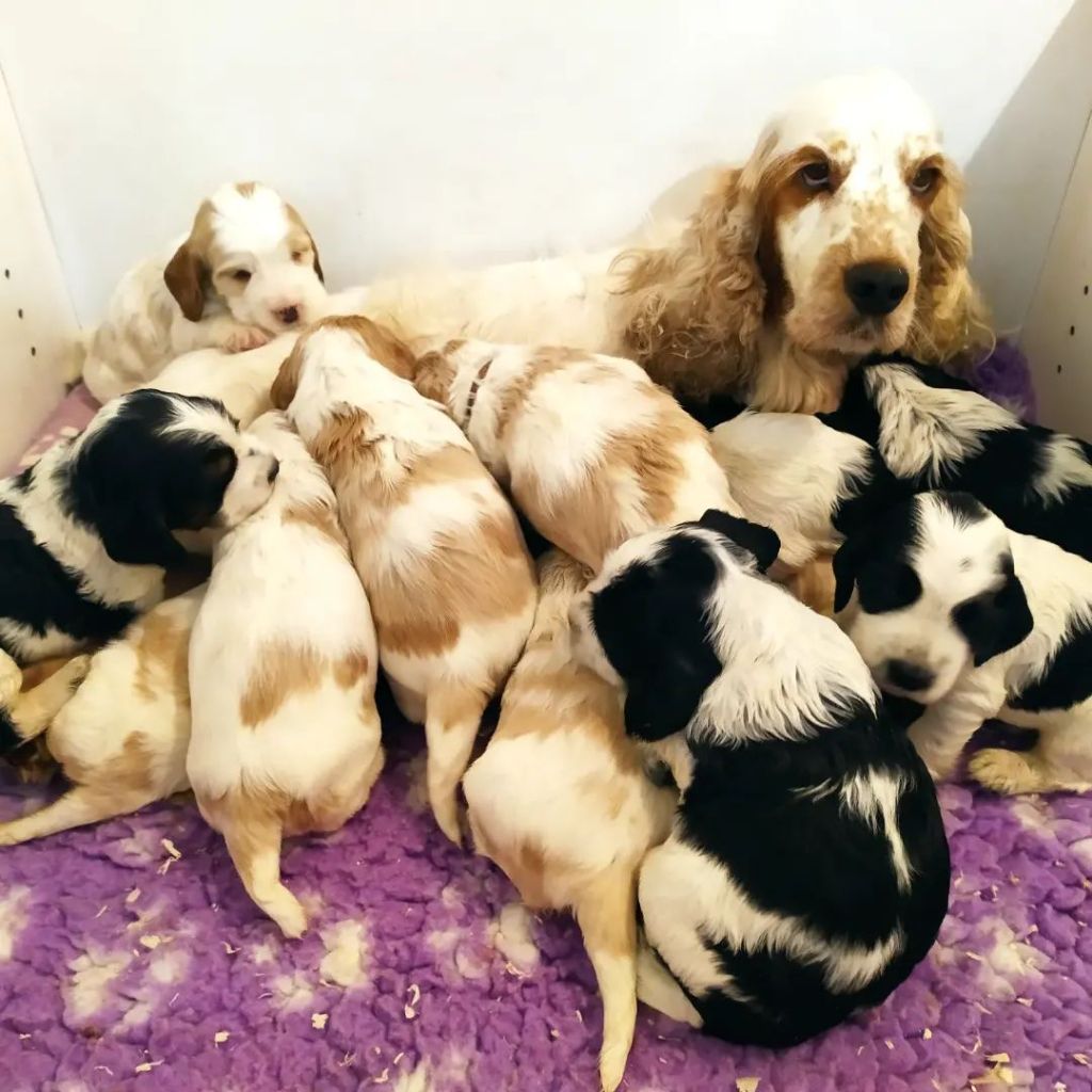Chiot Cocker Spaniel Anglais du Kreizker