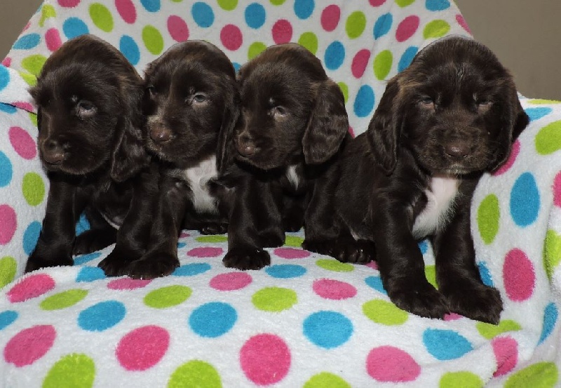 du Kreizker - Field Spaniel - Portée née le 09/08/2015